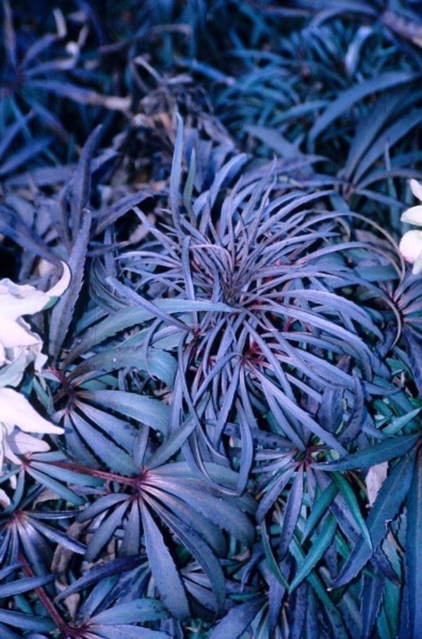 Image of Helleborus foetidus 'Piccadilly' taken at Juniper Level Botanic Gdn, NC by JLBG