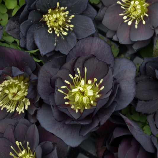 Image of Helleborus x hybridus 'Dark and Handsome' taken at Walters Gardens, MI by Walters Gardens