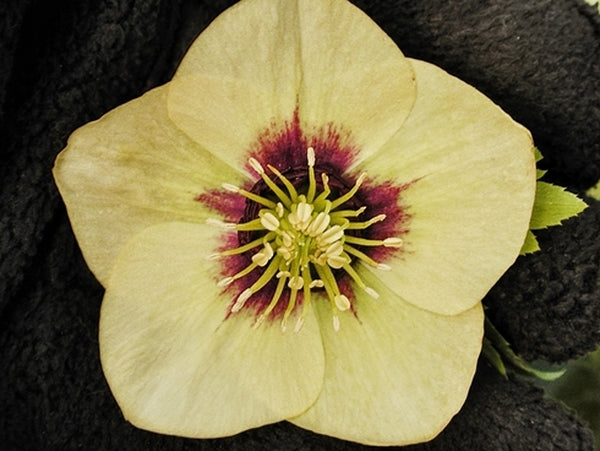 Image of Helleborus x hybridus 'Golden Sunrise' taken at NW Garden Nsy, OR by E. O'Byrne