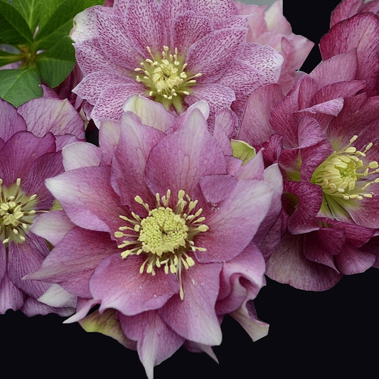 Image of Helleborus x hybridus 'Maid of Honor' taken at Walters Gardens, MI by Walters Gardens