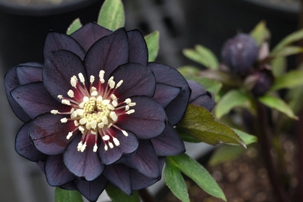 Image of Helleborus x hybridus 'Onyx Odyssey' taken at NW Garden Nsy, OR by E. O'Byrne