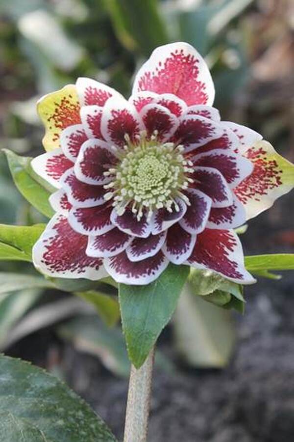 Image of Helleborus x hybridus 'Painted Doubles' taken at Juniper Level Botanic Gdn, NC by JLBG