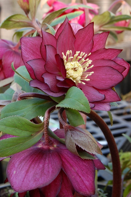 Image of Helleborus x hybridus 'Red Sapphire' taken at Terra Nova Nurseries, OR by Terra Nova Nurseries