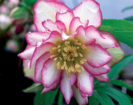 Image of Helleborus x hybridus 'Rose Quartz' taken at Terra Nova Nurseries, OR by Terra Nova Nurseries