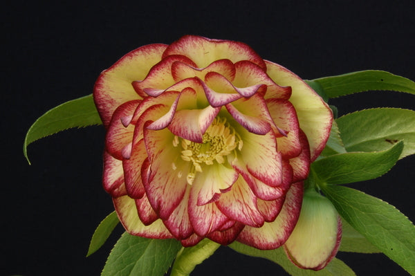 Image of Helleborus x hybridus 'Sun Flare' taken at NW Garden Nsy, OR by Skagit Gardens