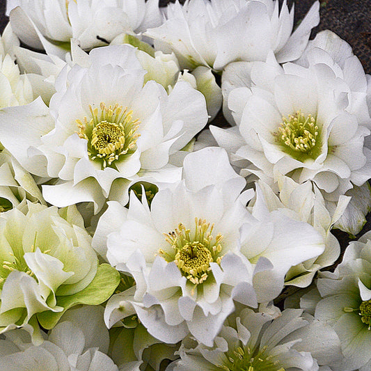 Image of Helleborus x hybridus 'Wedding Bells' taken at Walters Gardens, MI by Walters Gardens