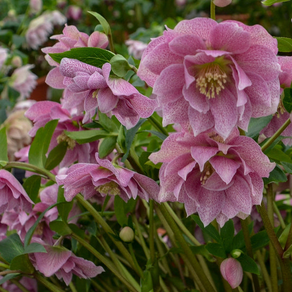 Image of Helleborus x hybridus 'Wedding Crasher' taken at Walters Gardens, MI by Walters Gardens, Inc.
