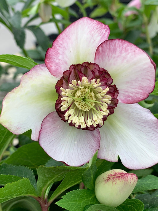 Image of Helleborus x hybridus Winter Delights Anemone taken at Juniper Level Botanic Gdn, NC by C. Hardison