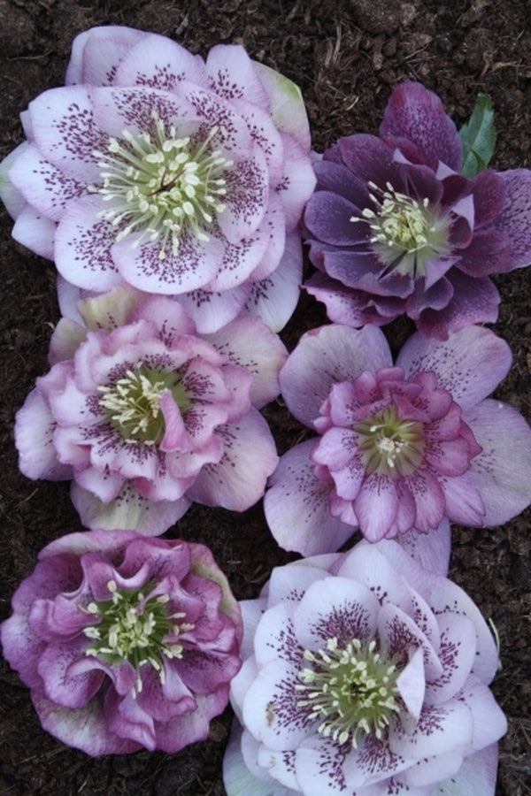 Image of Helleborus x hybridus Winter Delights Double Pink w/Spots taken at Juniper Level Botanic Gdn, NC by JLBG