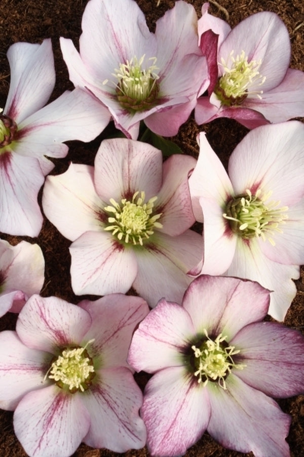 Image of Helleborus x hybridus Winter Delights Picotee taken at Juniper Level Botanic Gdn, NC by JLBG