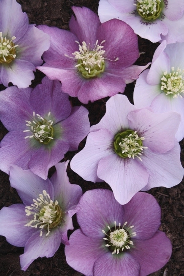 Image of Helleborus x hybridus Winter Delights Pink taken at Juniper Level Botanic Gdn, NC by JLBG