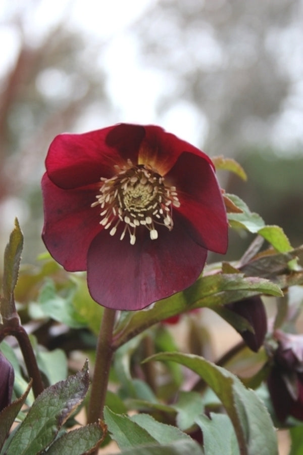 Image of Helleborus x hybridus Winter Delights Red taken at Juniper Level Botanic Gdn, NC by JLBG
