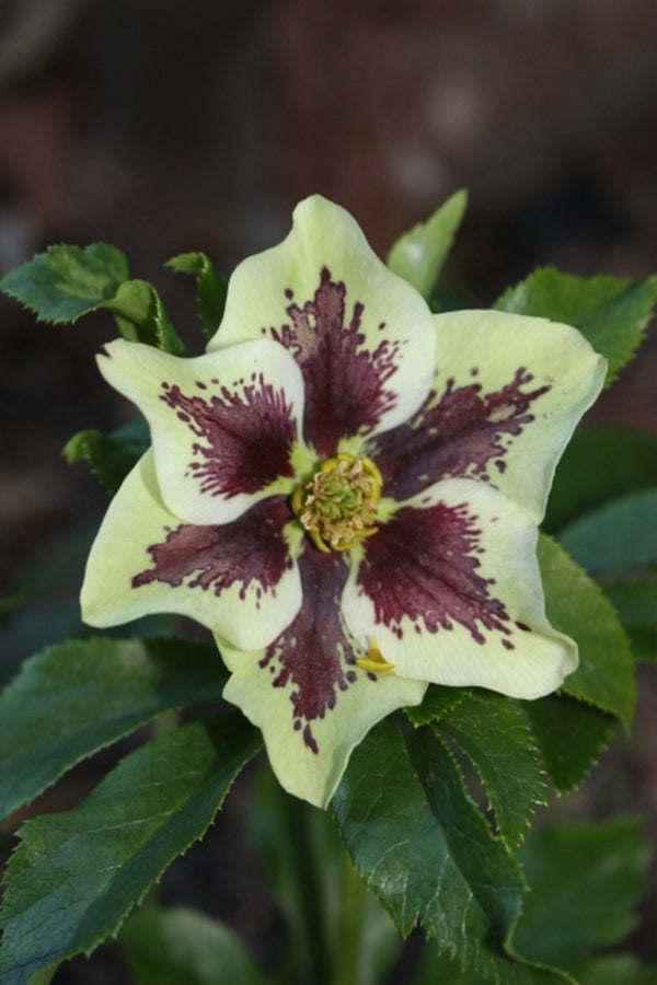Image of Helleborus x hybridus Winter Delights White w/ Purple Blotch taken at Juniper Level Botanic Gdn, NC by JLBG