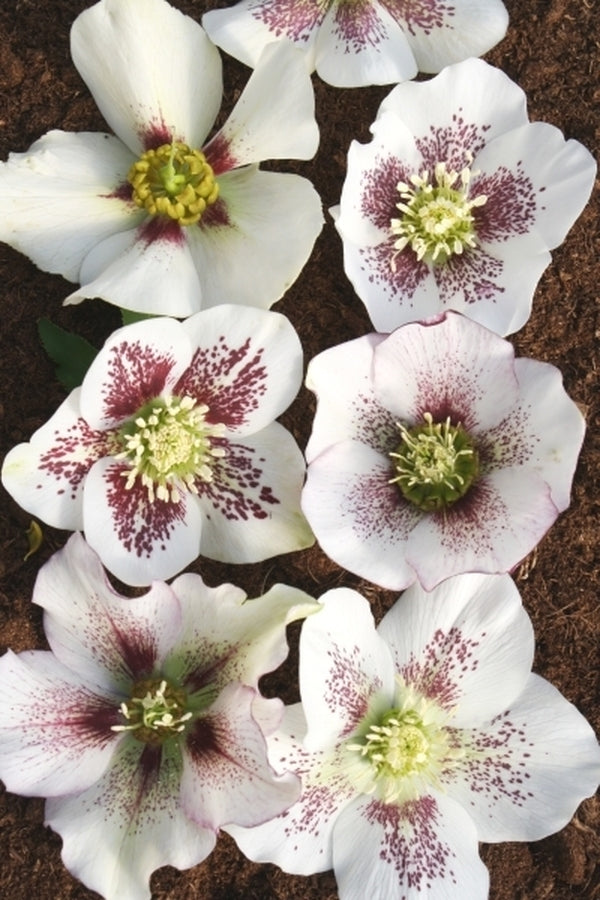 Image of Helleborus x hybridus Winter Delights White w/ Red Spots taken at Juniper Level Botanic Gdn, NC by JLBG