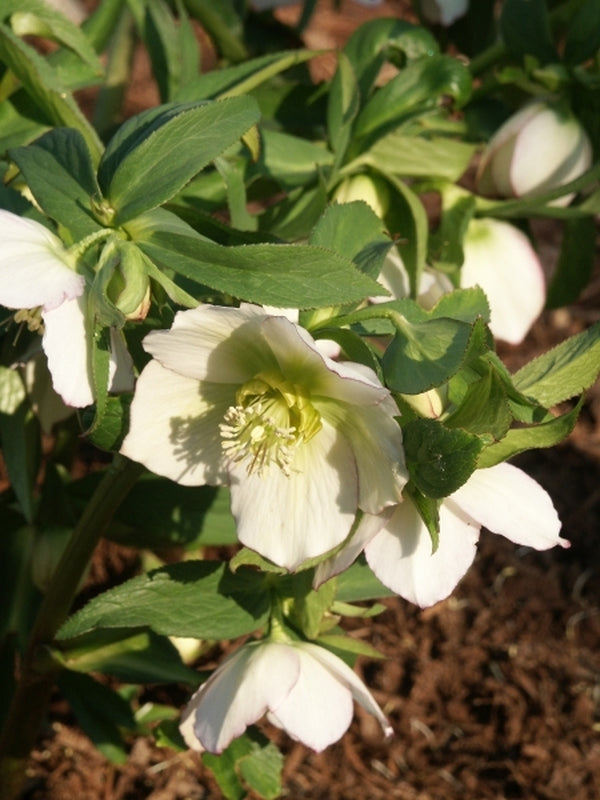 Image of Helleborus x hybridus Winter Delights White taken at Juniper Level Botanic Gdn, NC by JLBG