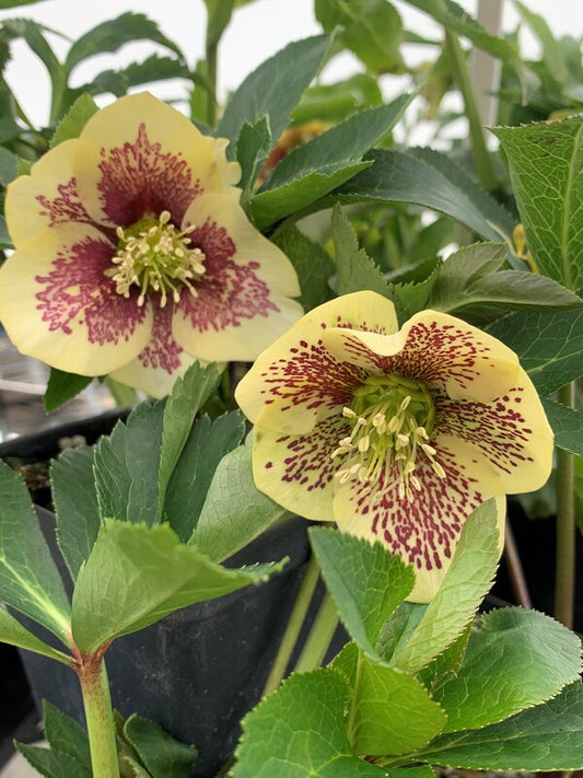Image of Helleborus x hybridus 'Winter Delights Yellow w/ Blotch' taken at Juniper Level Botanic Gdn, NC by C. Hardison