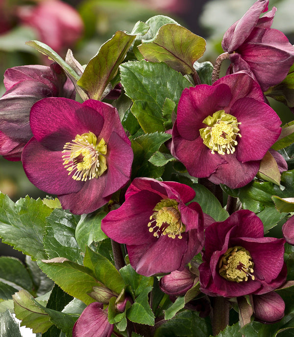 Image of Helleborus x iburgensis 'Bennotta' PPAF by Heuger Gartenbaubetriebe