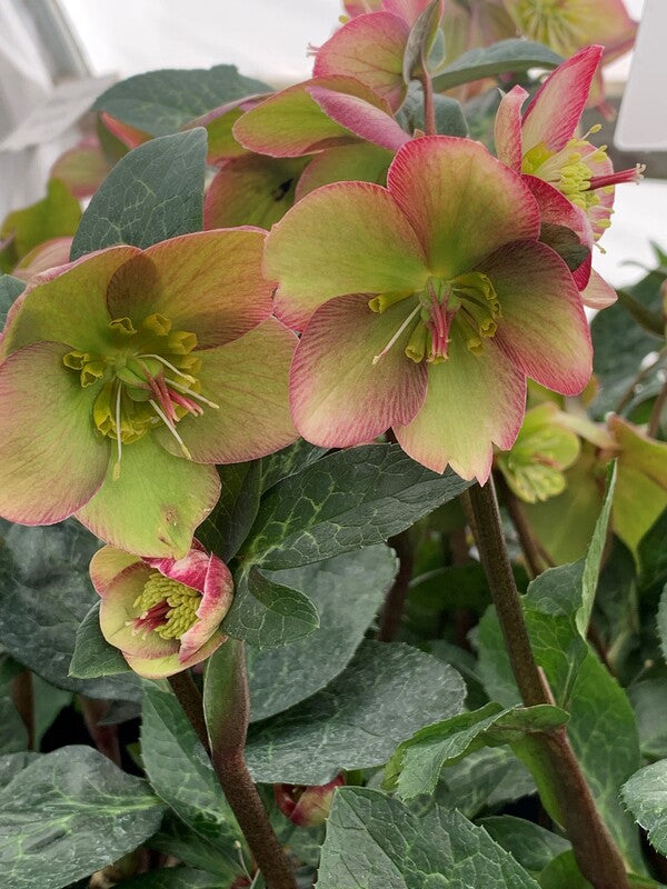 Image of Helleborus x iburgensis 'Ice n' Roses Maddy Marble' PPAF taken at Juniper Level Botanic Gdn, NC by C. Hardison