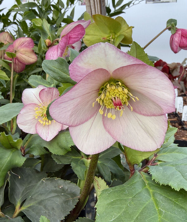 Image of Helleborus x lemperii 'Liara'