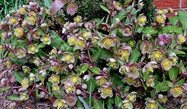 Image of Helleborus lividus