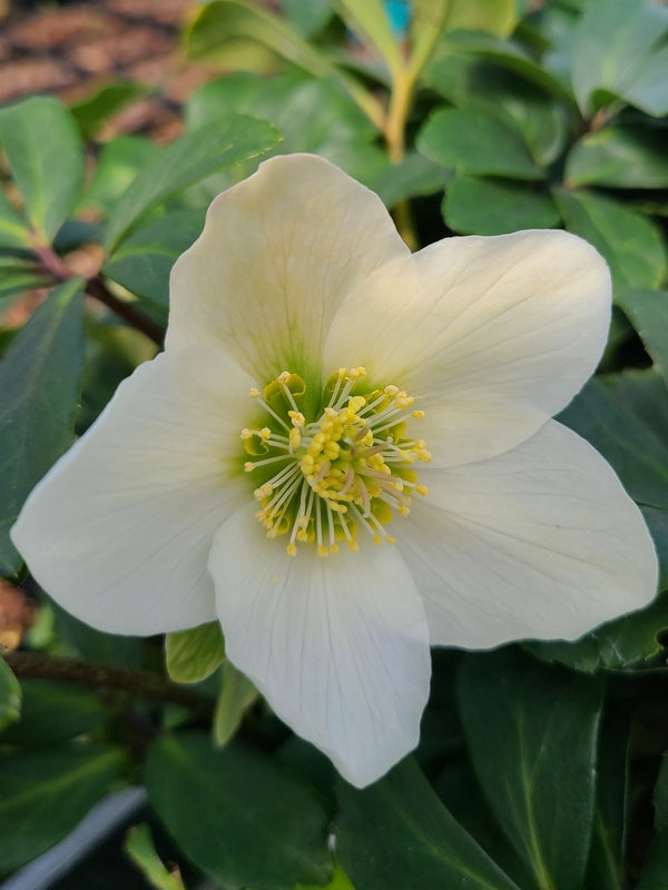 Image of Helleborus niger 'Mont Blanc' taken at Juniper Level Botanic Gdn, NC by JLBG