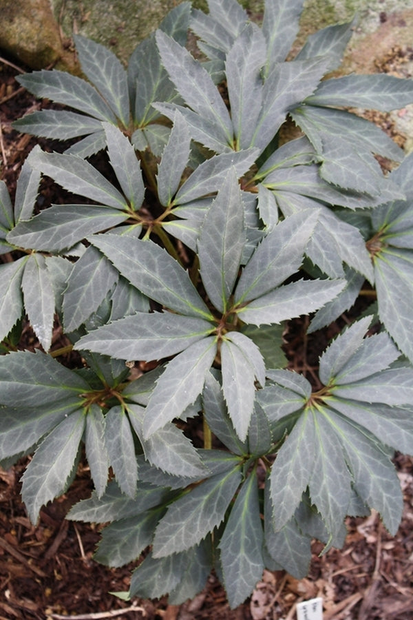 Image of Helleborus niger 'Tabby' taken at Juniper Level Botanic Gdn, NC by JLBG