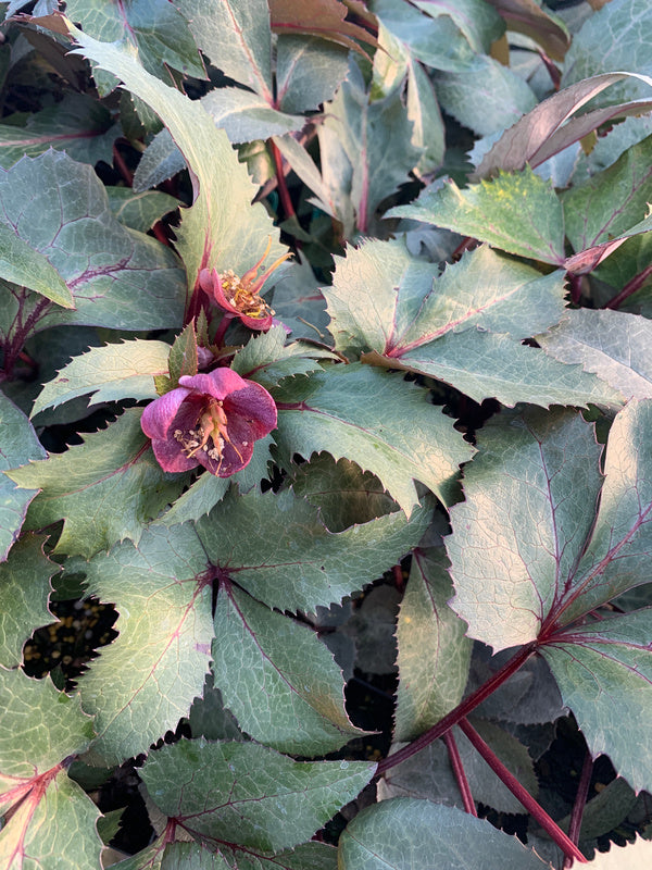 Image of Helleborus x sternii taken at Juniper Level Botanic Gdn, NC by C. Hardison