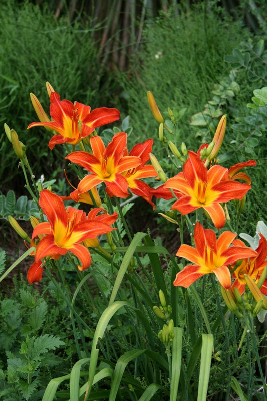Image of Hemerocallis 'August Flame' taken at Juniper Level Botanic Gdn, NC by JLBG