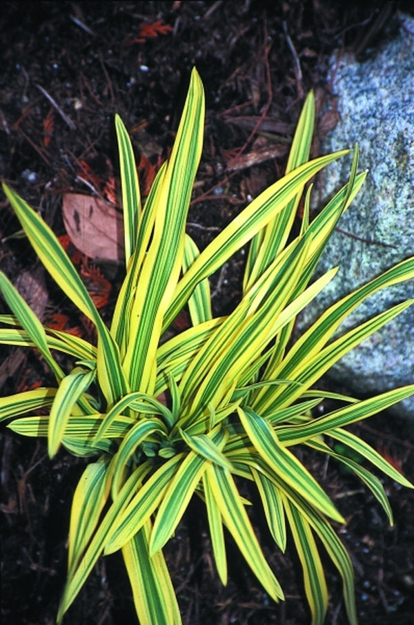 Image of Hemerocallis 'Malja' taken at Juniper Level Botanic Gdn, NC by JLBG