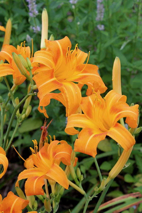 Image of Hemerocallis 'Richard' taken at Juniper Level Botanic Gdn, NC by JLBG