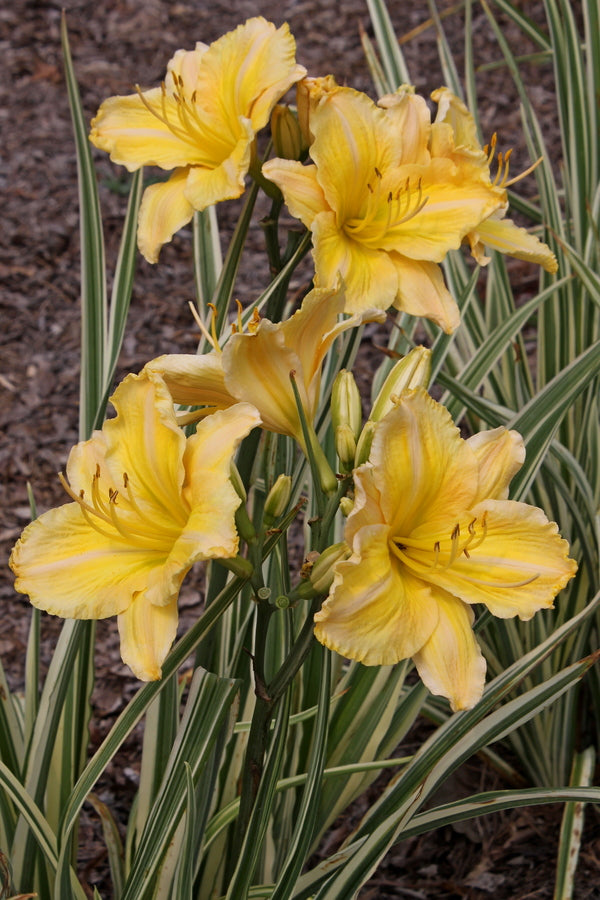 Image of Hemerocallis 'Striped Fantastic' PP 23,154 taken at Juniper Level Botanic Gdn, NC by JLBG
