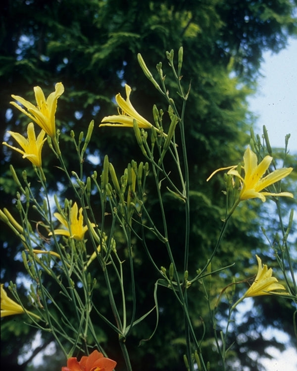 Image of Hemerocallis altissima 'Flyover' taken at Juniper Level Botanic Gdn, NC by JLBG