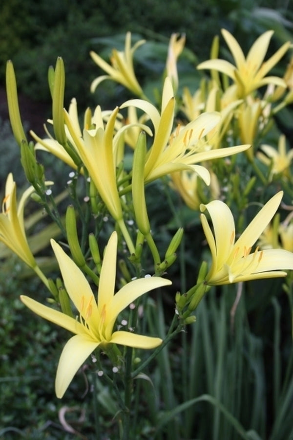 Image of Hemerocallis citrina 'Yao Ming' taken at Juniper Level Botanic Gdn, NC by JLBG