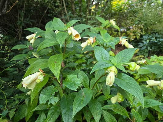 Image of Hemiboea cavaleriei taken at Juniper Level Botanic Gdn, NC by JLBG