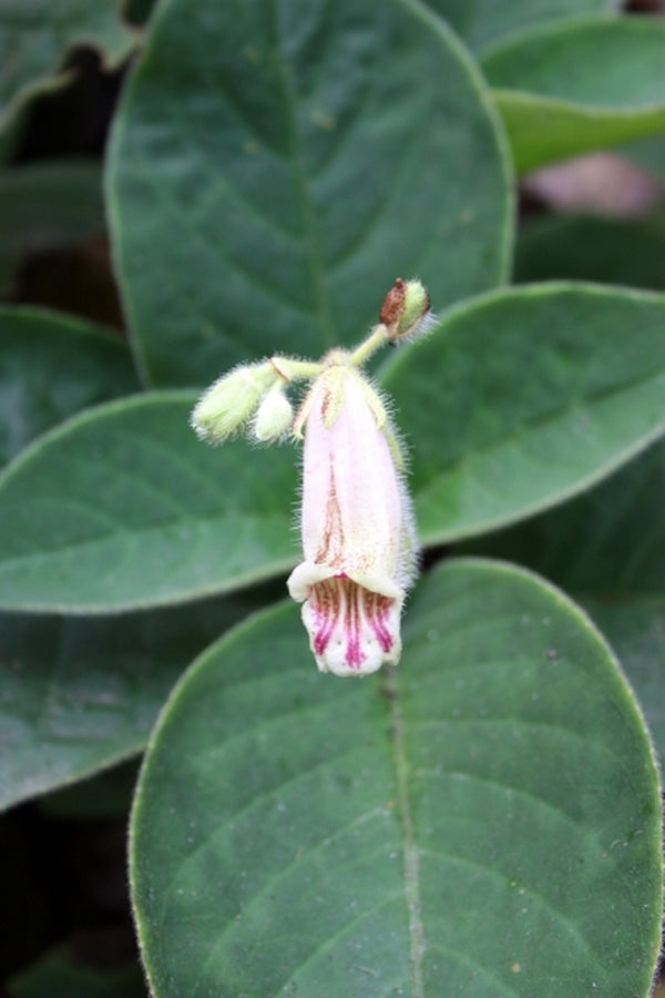 Image of Hemiboea flaccida 'Velvet Touch' taken at Juniper Level Botanic Gdn, NC by JLBG