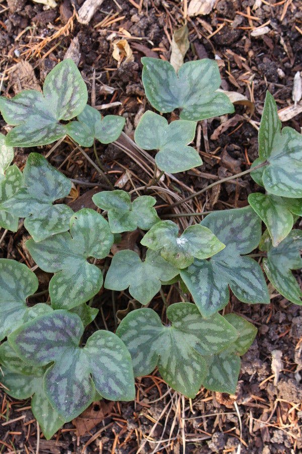 Image of Hepatica acutiloba 'Monroe Shocks'