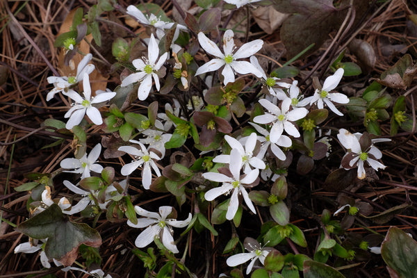 Image of Hepatica acutiloba 'Monroe Shocks'