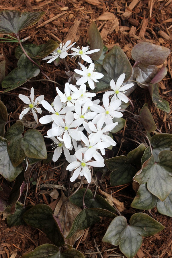 Image of Hepatica acutiloba 'Monroe Shocks' taken at Juniper Level Botanic Gdn, NC by JLBG