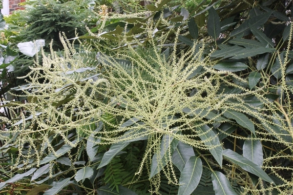 Image of Heptapleurum delavayi taken at Juniper Level Botanic Gdn, NC by JLBG