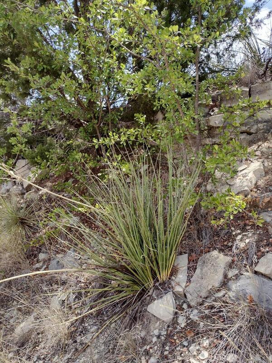 Image of Hesperaloe engelmannii 'San Saba' taken at San Saba, TX by W. Roitsch