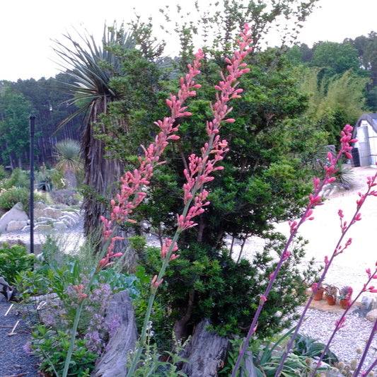 Image of Hesperaloe parviflora 'Coral Glow' PP 29,626 taken at Juniper Level Botanic Gdn, NC by JLBG