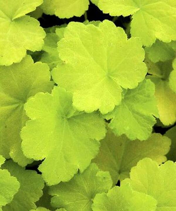 Image of Heuchera 'Citronelle'  taken at Juniper Level Botanic Gdn, NC by JLBG