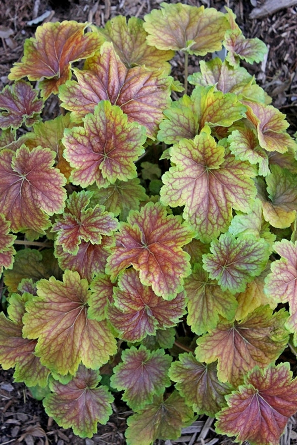Image of Heuchera 'Delta Dawn' PP 23,545