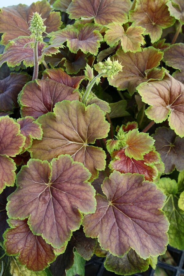 Image of Heuchera 'Delta Dawn' PP 23,545 taken at Juniper Level Botanic Gdn, NC by JLBG