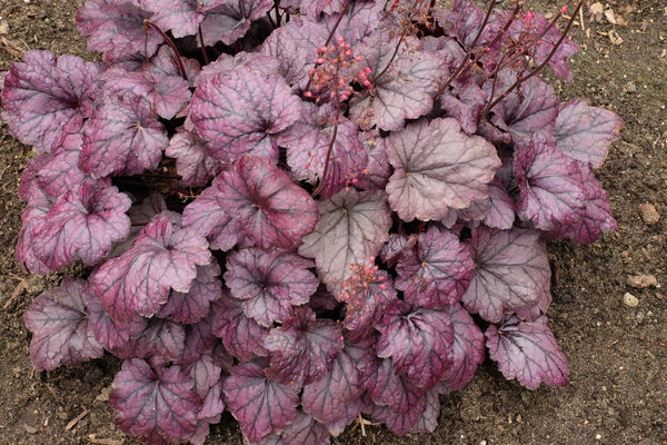 Image of Heuchera 'Electric Plum' PP 29,924 taken at Walters Gardens, MI by T. Avent