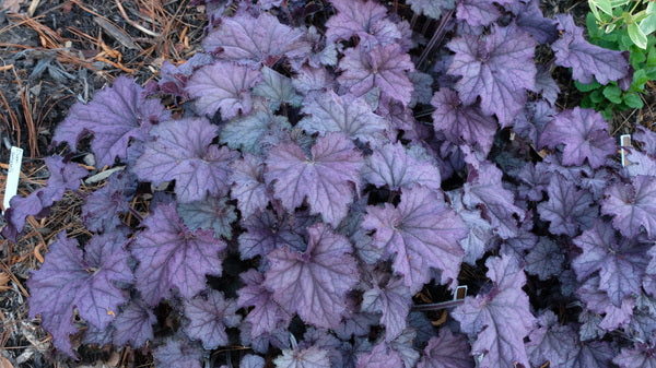 Image of Heuchera 'Grande Amethyst' PP 30,932 taken at Juniper Level Botanic Gdn, NC by JLBG