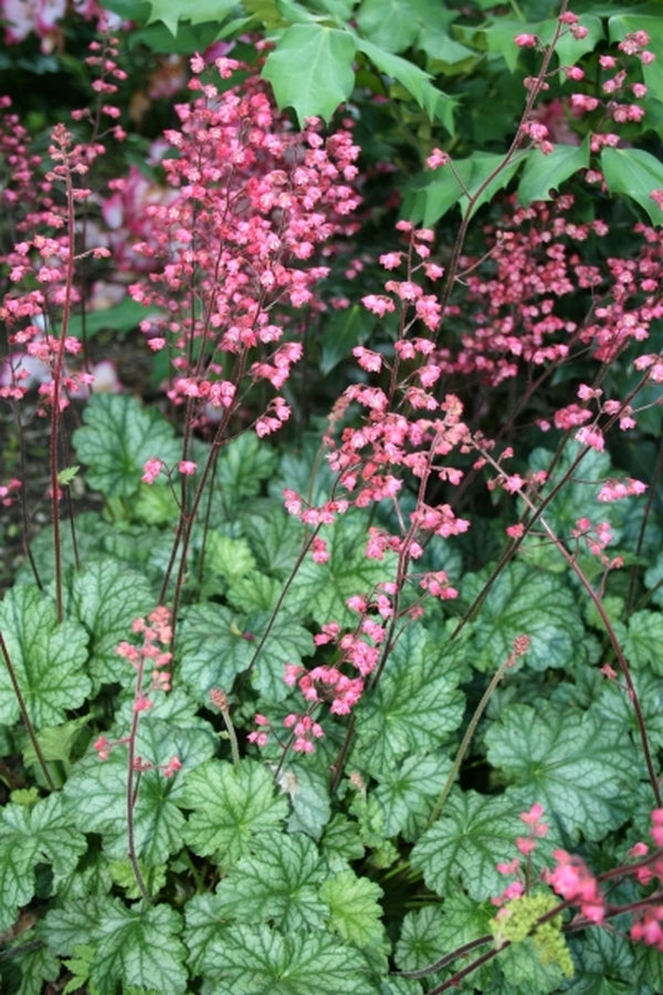 Image of Heuchera 'Paris' PP 18,881 taken at Juniper Level Botanic Gdn, NC by JLBG