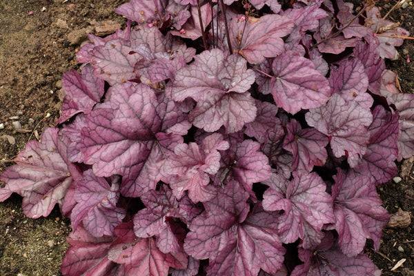 Image of Heuchera 'Pink Panther' PP 31,224 taken at Walters Gardens, MI