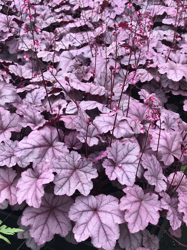 Image of Heuchera 'Pink Panther' PP 31,224 taken at Juniper Level Botanic Garden by C. Hardison