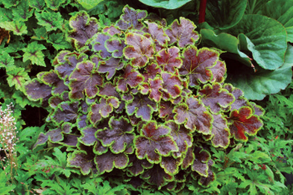 Image of Heucherella 'Solar Eclipse' PP 23,647 taken at Terra Nova Nurseries, OR by Terra Nova Nurseries